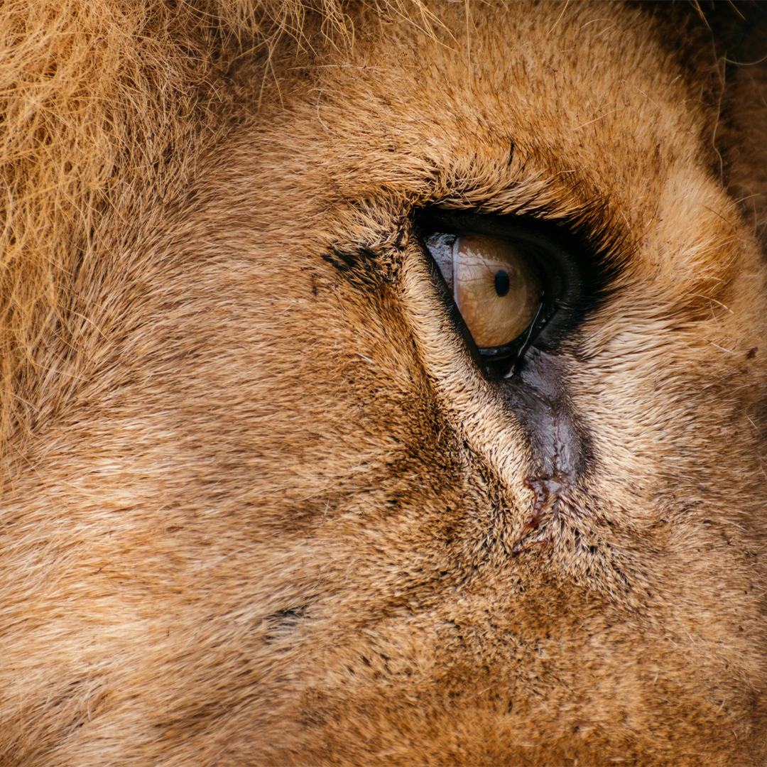 Lion's Eye Closeup.